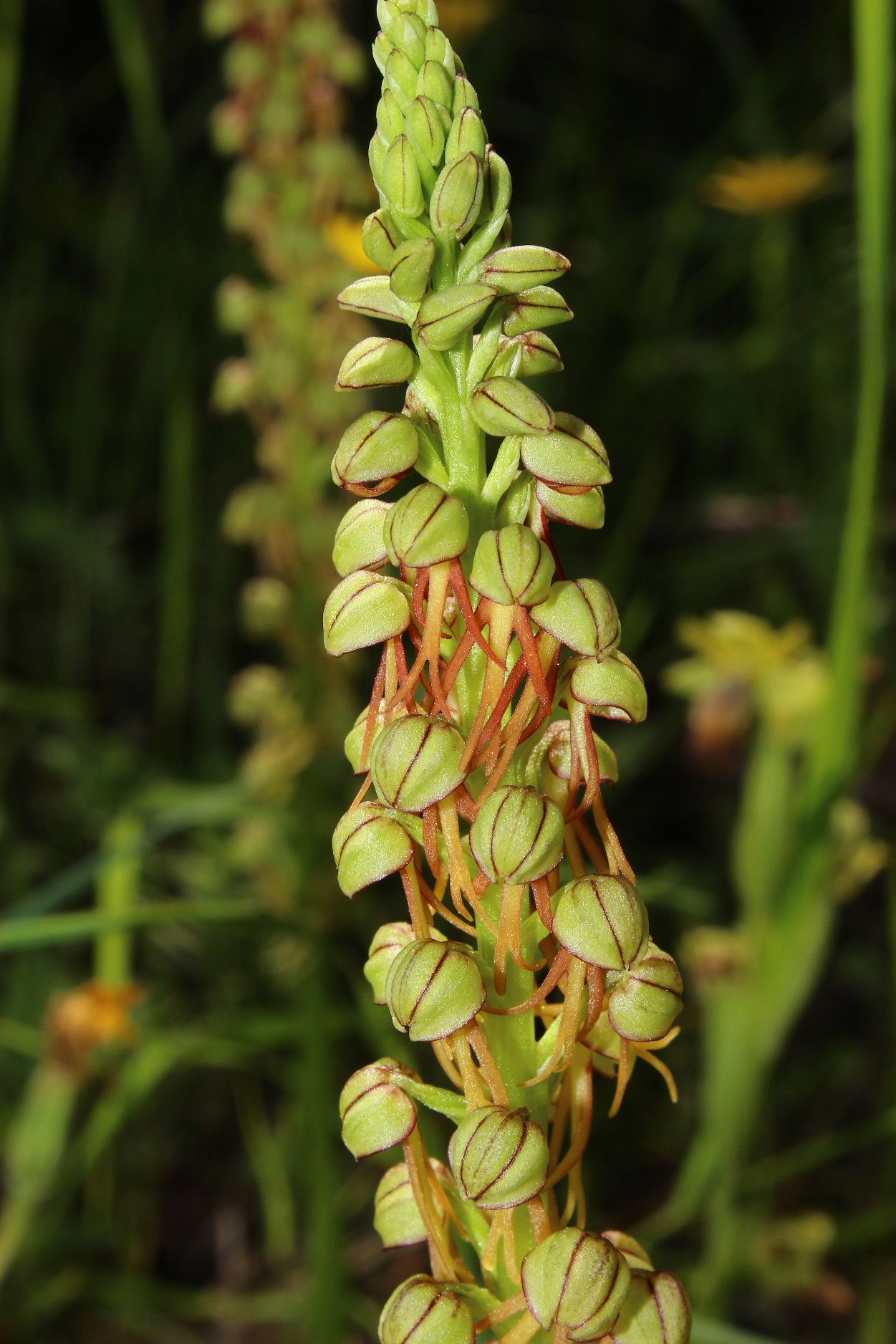 Orchidee dell''Imperiese